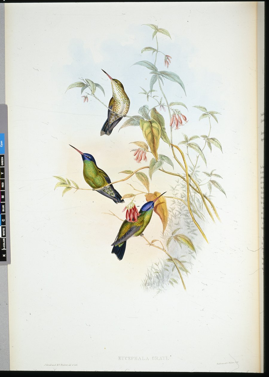 Portador de llamas rufo (selasphorus rufus) de John (after) Gould