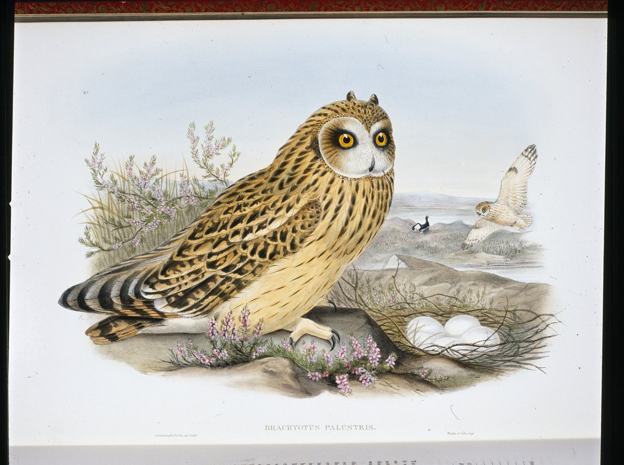 Búho campestre (Brachyotus Palustris) de John (after) Gould