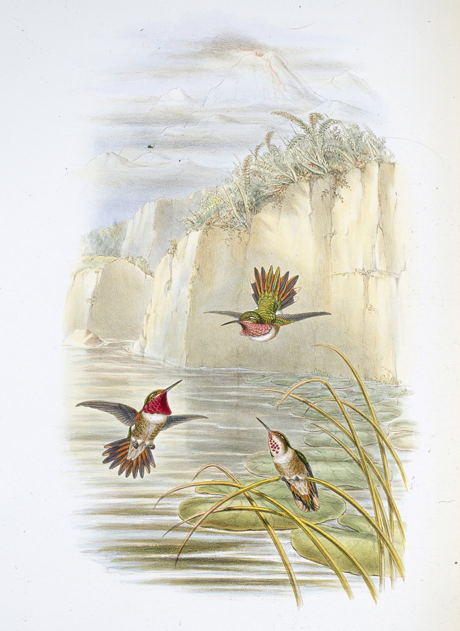 Portador de llamas de Salvin de John (after) Gould