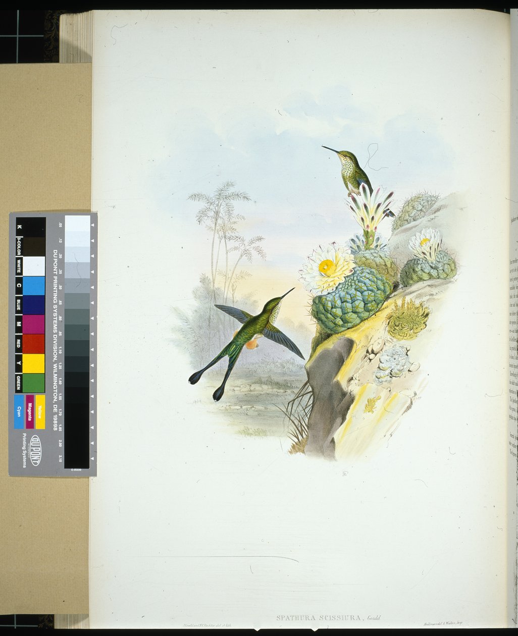 Cola de tijera (spathura scissiura) de John (after) Gould