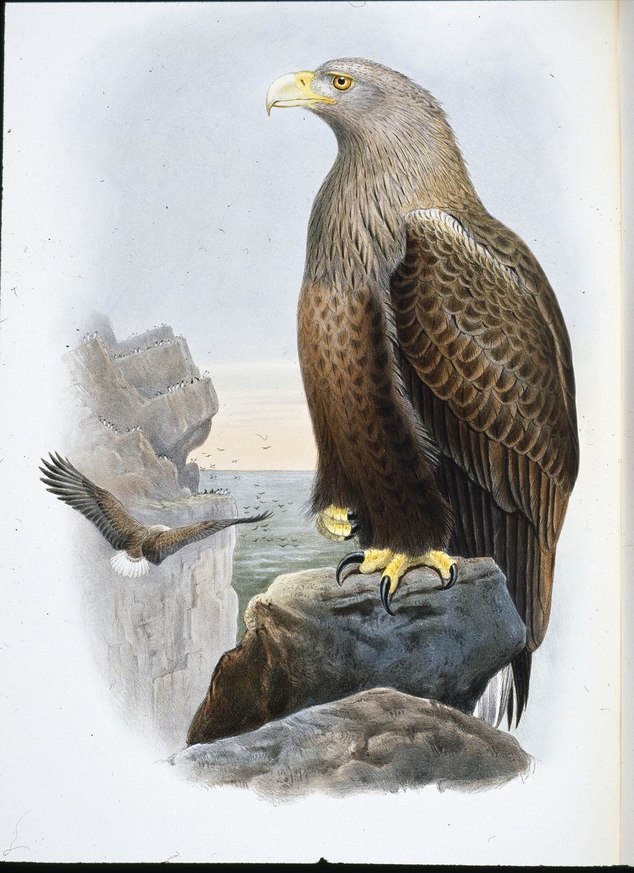 Águila marina (Haliaetus Albicilla) de John (after) Gould