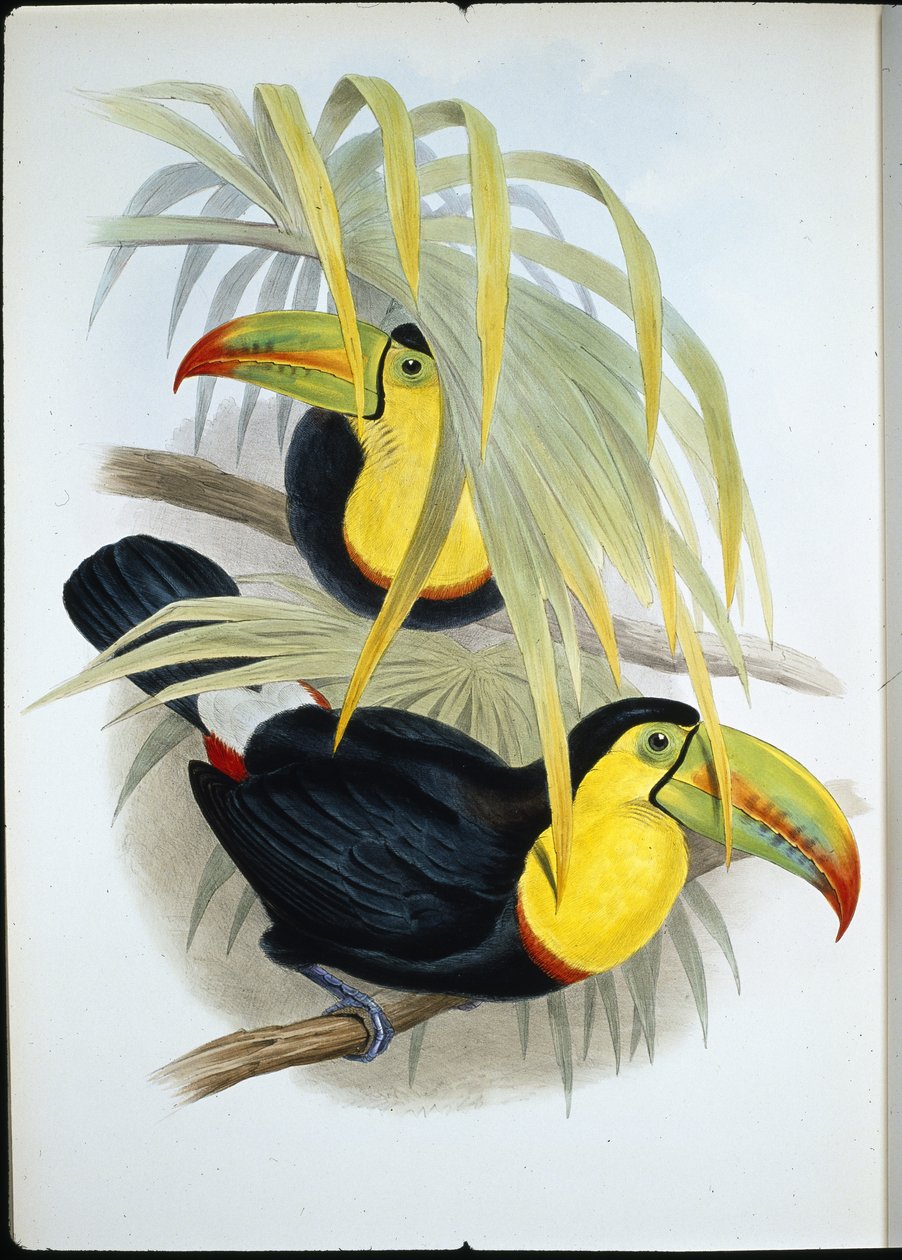 Tucán de pico corto (Ramphastos Brevicarinatus) de John (after) Gould