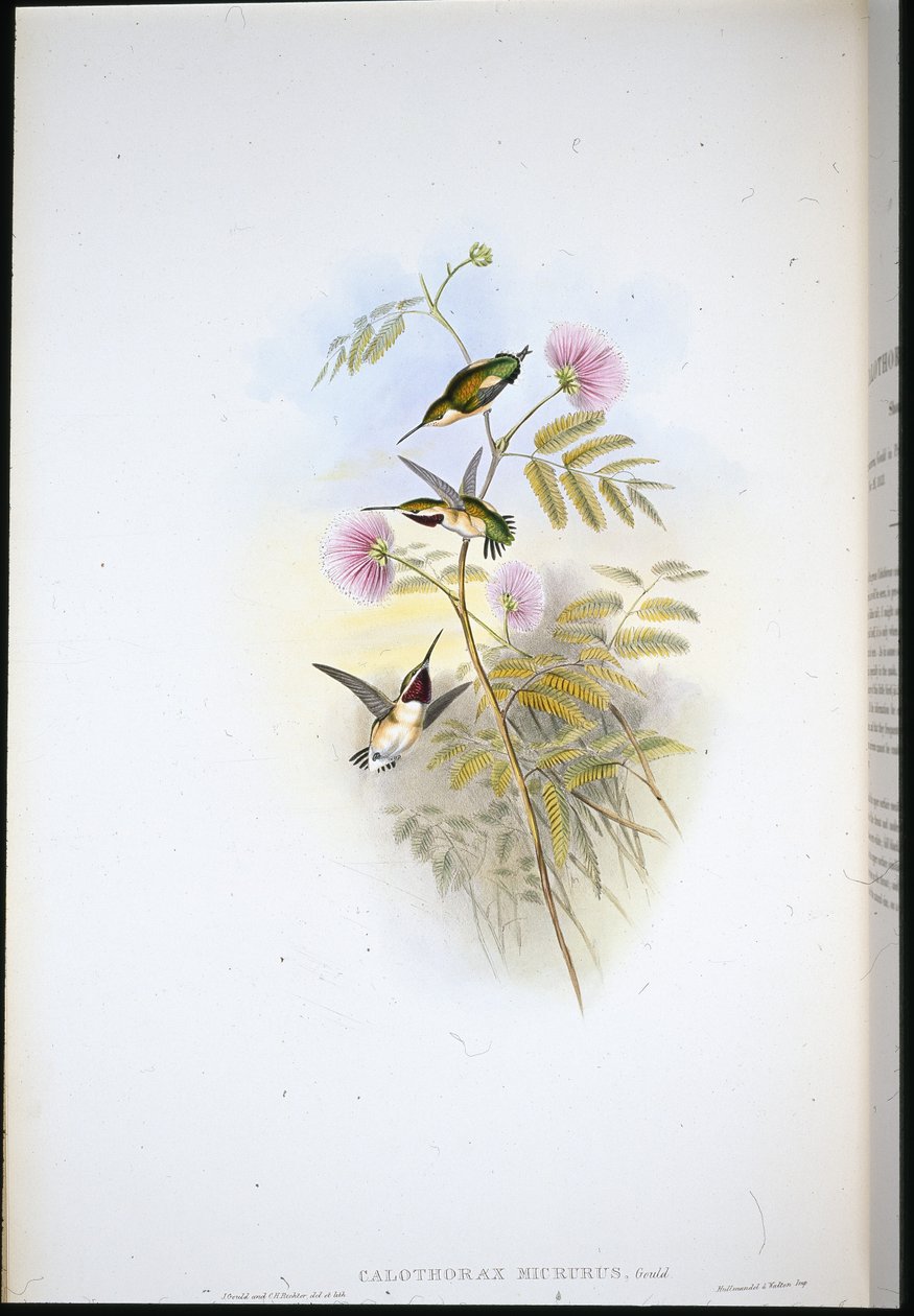 Estrella de madera de cola corta de John (after) Gould