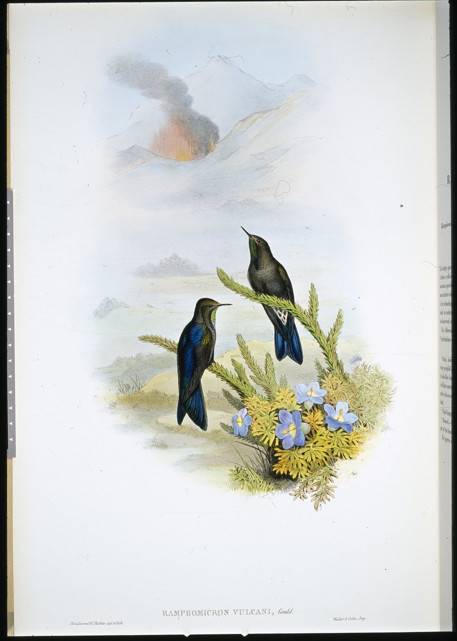 Pico de espina del sur (Ramphomicron Vulcani) de John (after) Gould