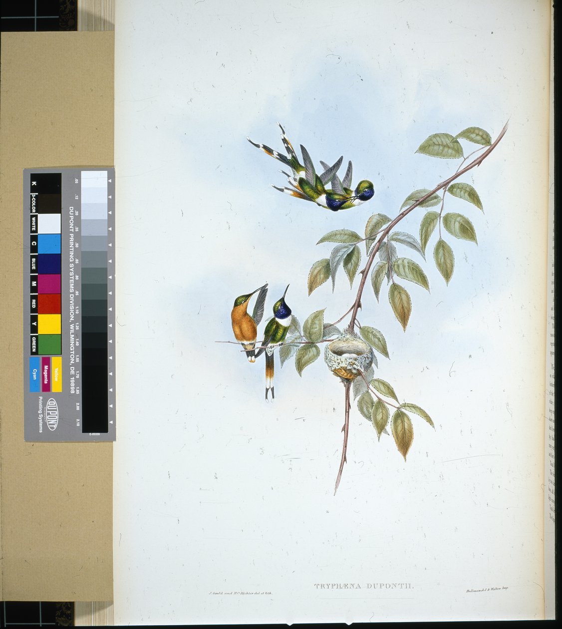 Cola brillante (tryphaena dupontii) de John (after) Gould