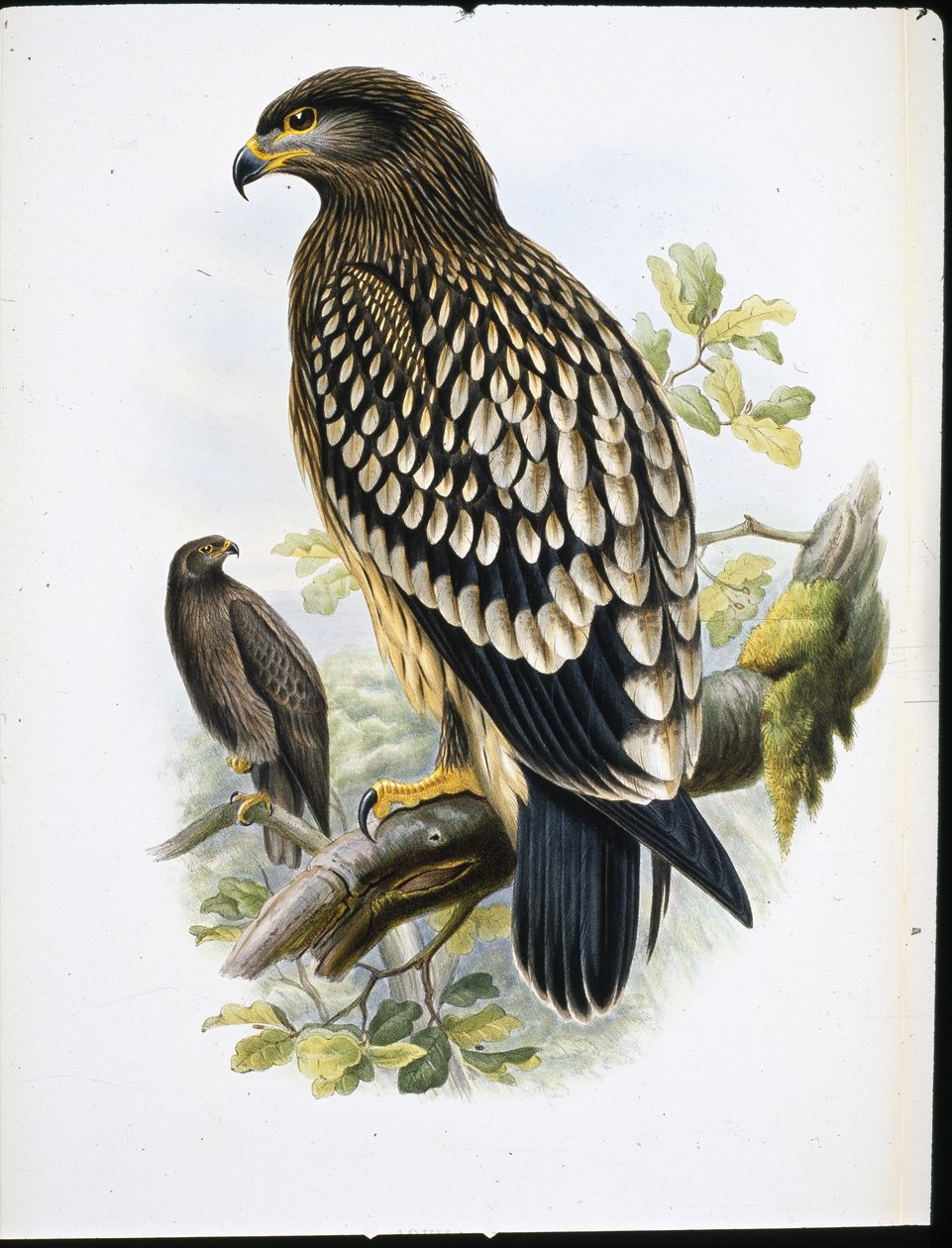 Águila moteada (Aquila Naevia) de John (after) Gould