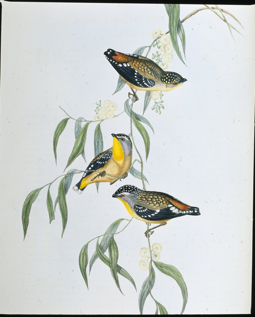 Pardalote Manchado (Pardalotus Punctatus) de John (after) Gould
