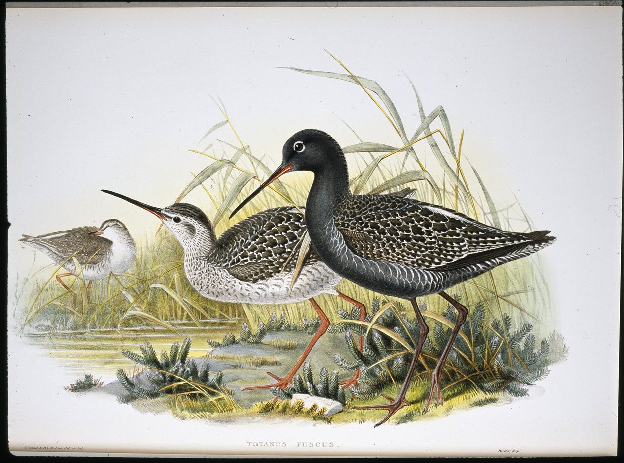 Archibebe Oscuro (Totanus Fuscus) de John (after) Gould