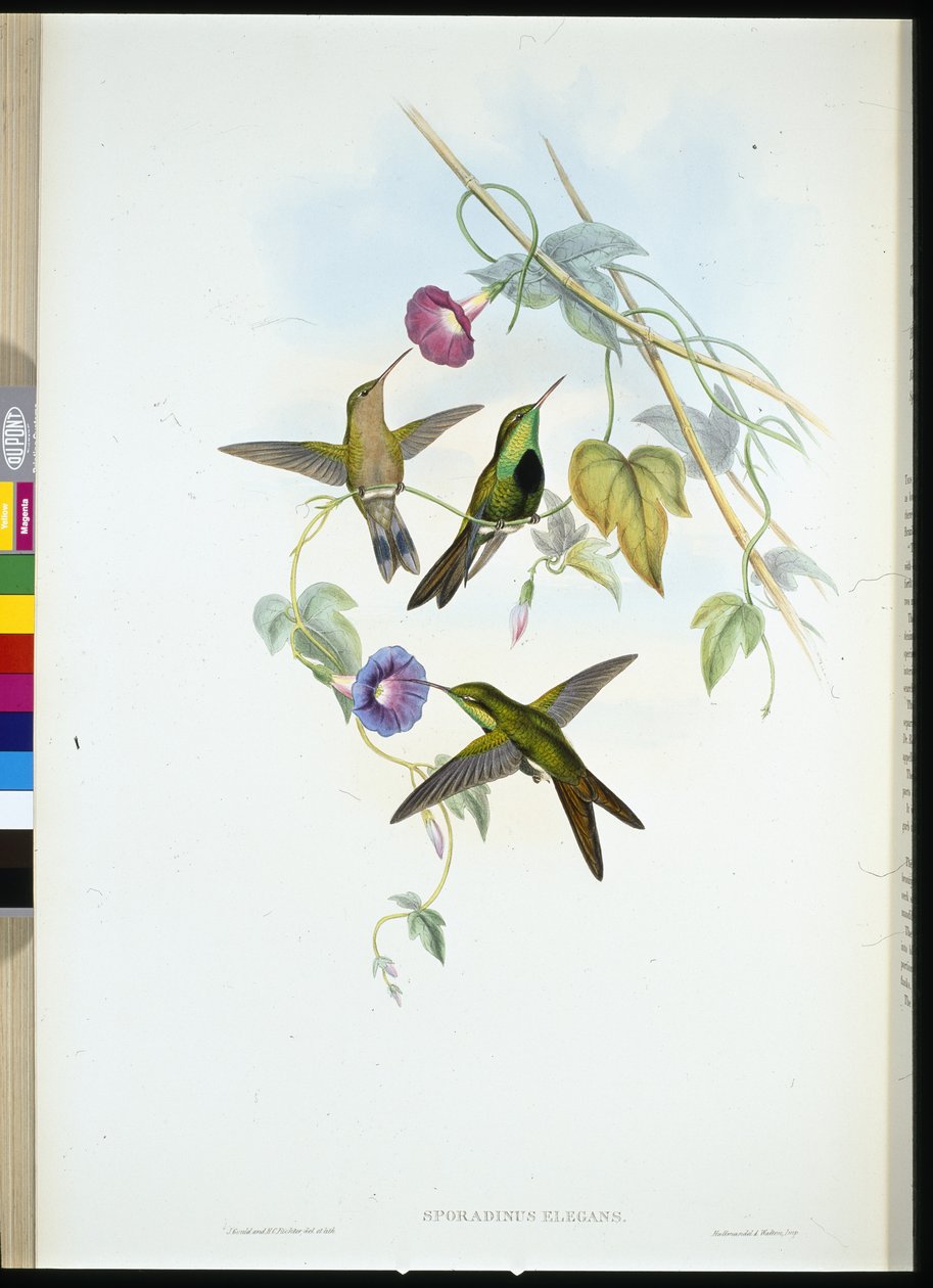 Colibrí de Santo Domingo (Sporadinus Elegans) de John (after) Gould