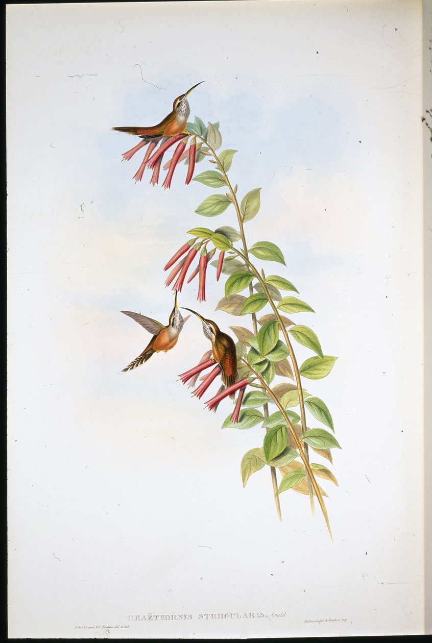 Ermitaño de Garganta Rayada (Phaethornis Striigularis) de John (after) Gould