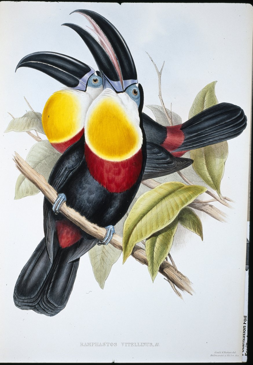 Tucán de pecho blanco y azufre (Ramphastos Vitellinus) de John (after) Gould