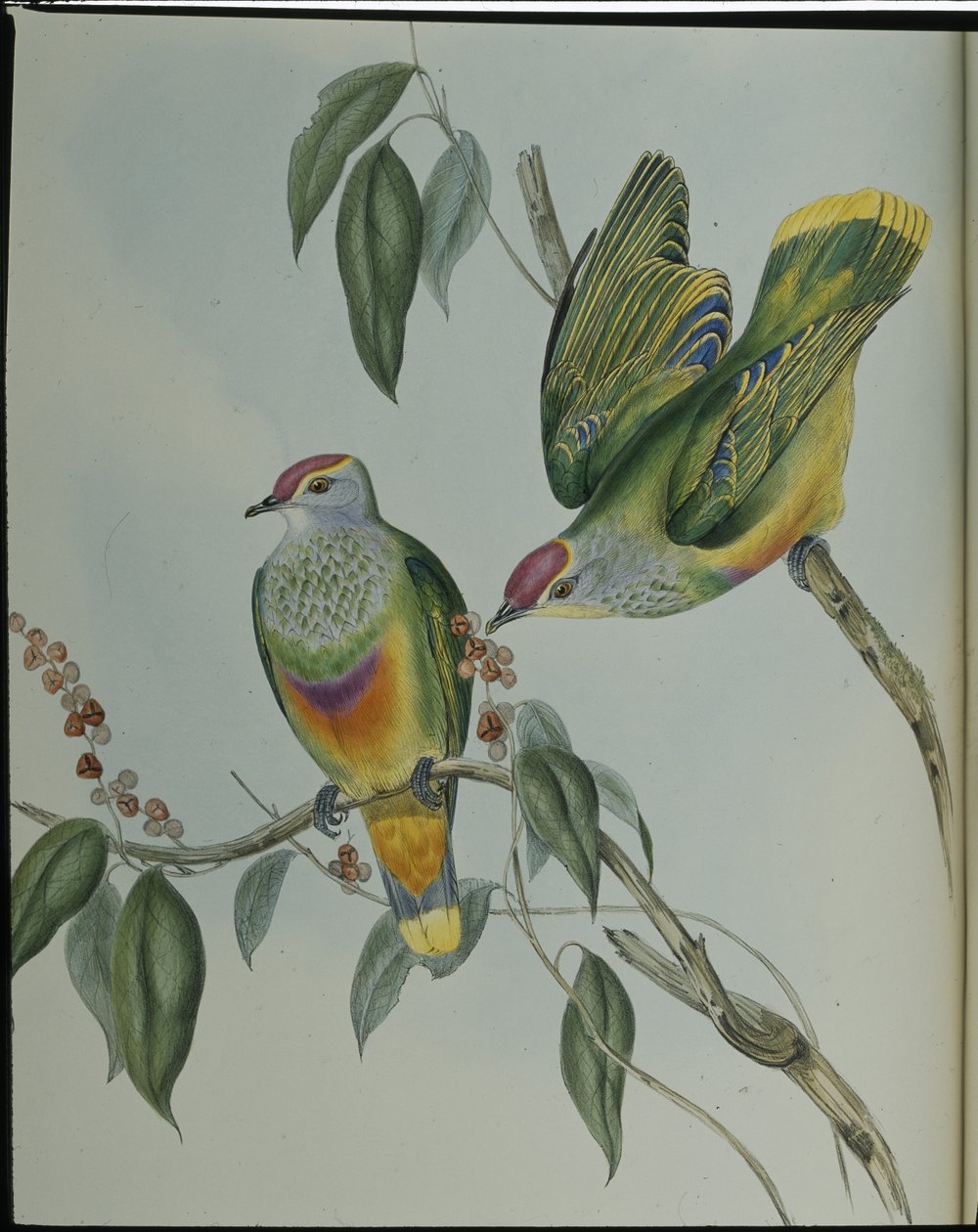 Paloma frutera de Swainson (Ptilinopus Swainsonii) de John (after) Gould