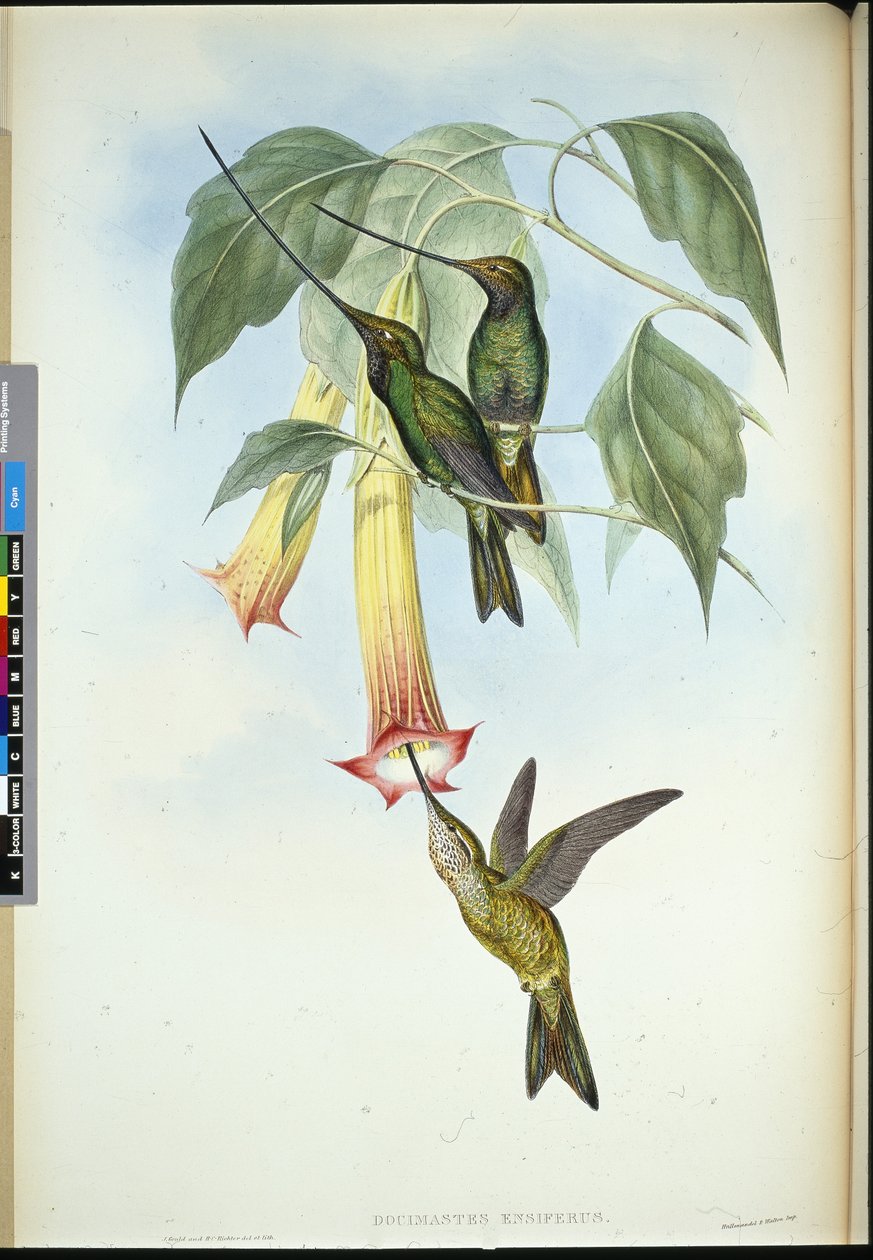Picoespada (Docimastes ensiferus) de John (after) Gould