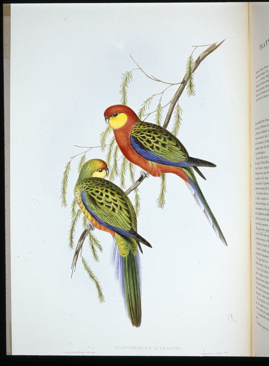 Periquito del Conde de Derby de John (after) Gould