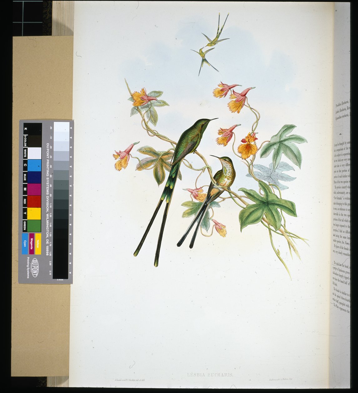 Portador de tren (lesbia eucharis) (litografía coloreada a mano) de John (after) Gould