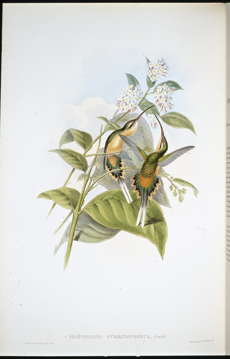 Ermitaño con cola de tren (Phaethornis Syrmatophorus) de John (after) Gould