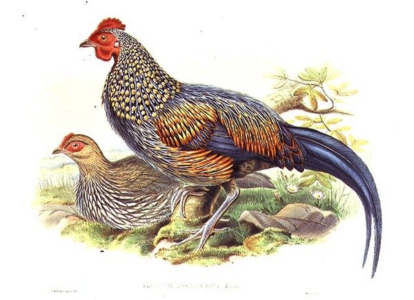 Dos faisanes asiáticos (Gallus Sonneratii) grabado por el artista y William Hart (1823-1894) de John (after) Gould