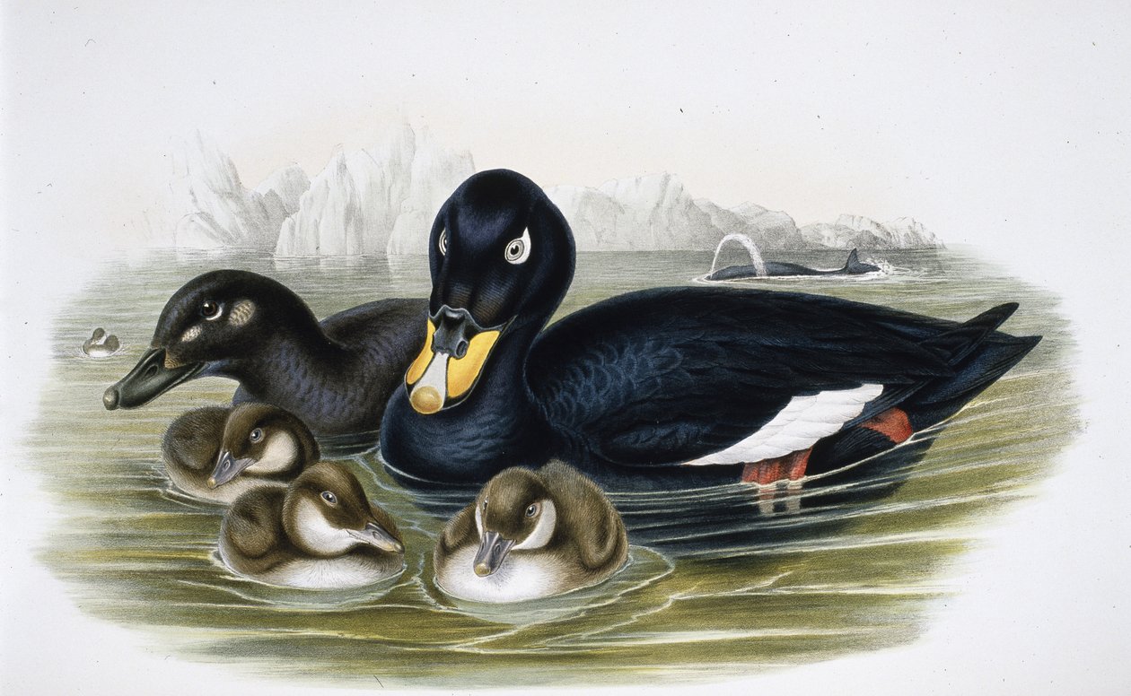 Negrón especulado (oidemla fusca) de John (after) Gould