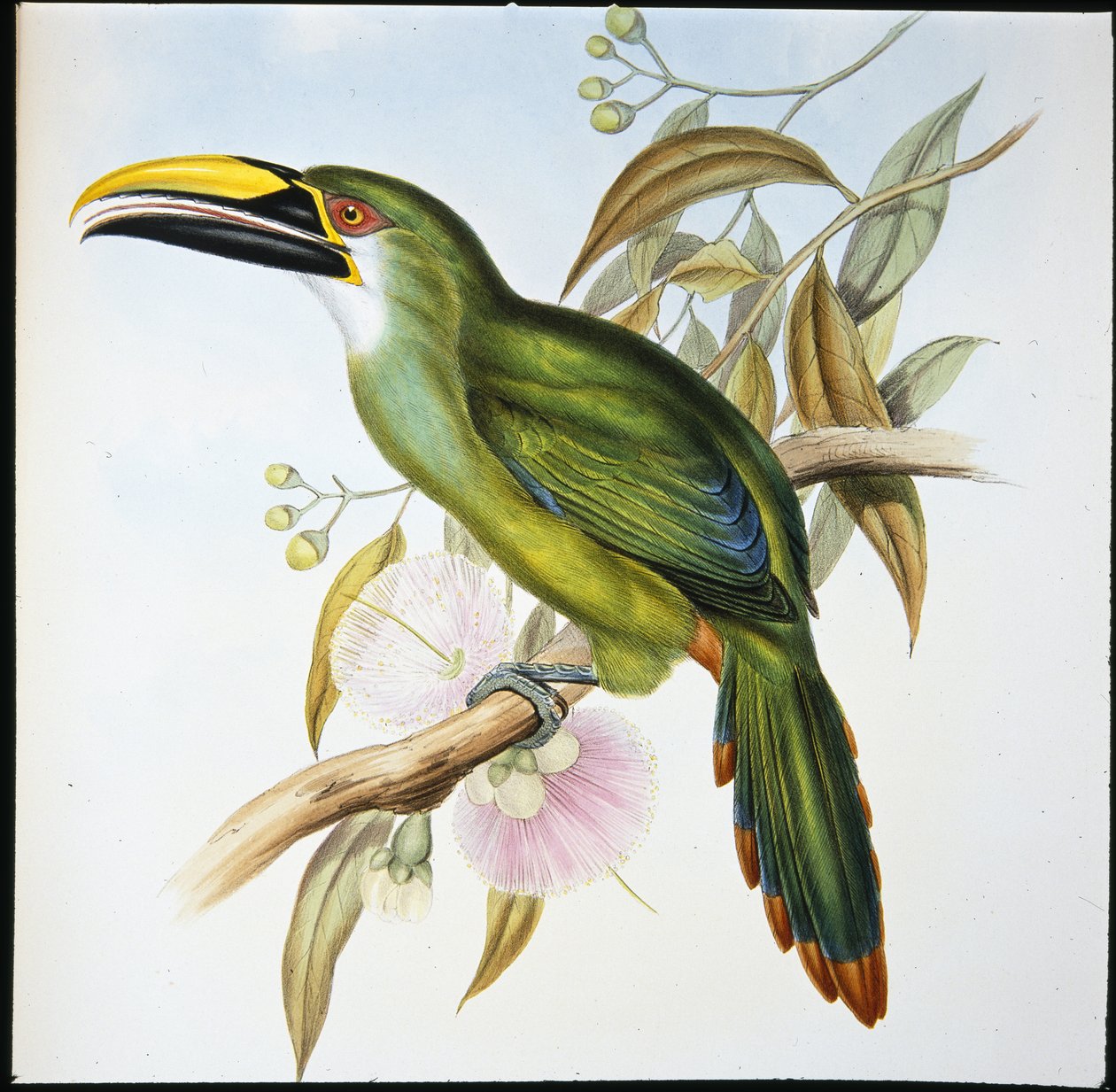 Pico acanalado de Wagler (Aulacoramphus Wagleri) de John (after) Gould