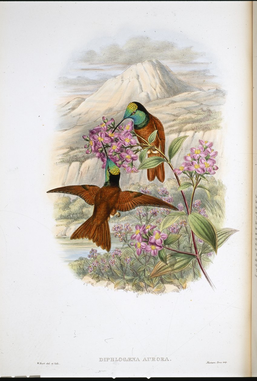 Colibrí arcoíris de Warszewicz (Diphlogaena Aurora) de John (after) Gould