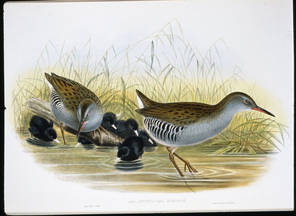 Rascón europeo (Rallus Aquaticus) de John (after) Gould