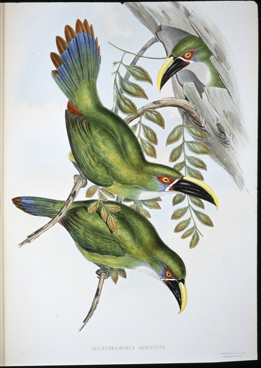 Tucán de pico acanalado con banda blanca (Aulacoramphus Albivitta) de John (after) Gould