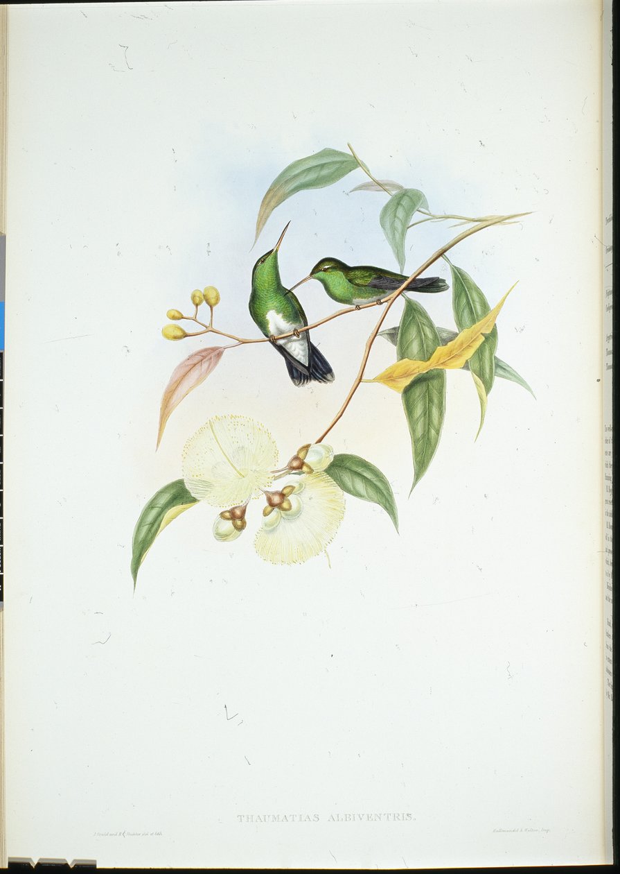 Esmeralda de vientre blanco de John (after) Gould