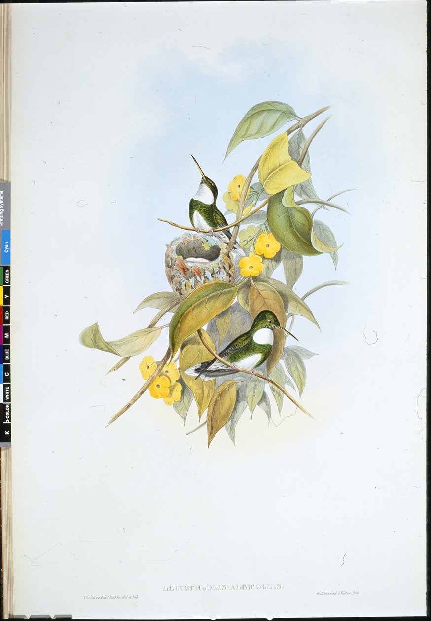 Garganta blanca (Leucochloris Albicollis) de John (after) Gould