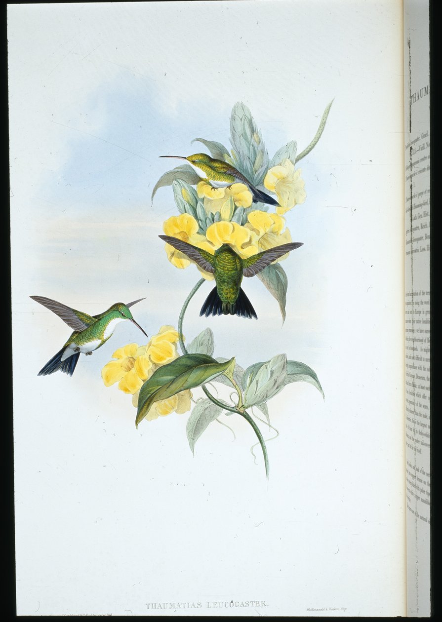 Esmeralda de garganta blanca de John (after) Gould