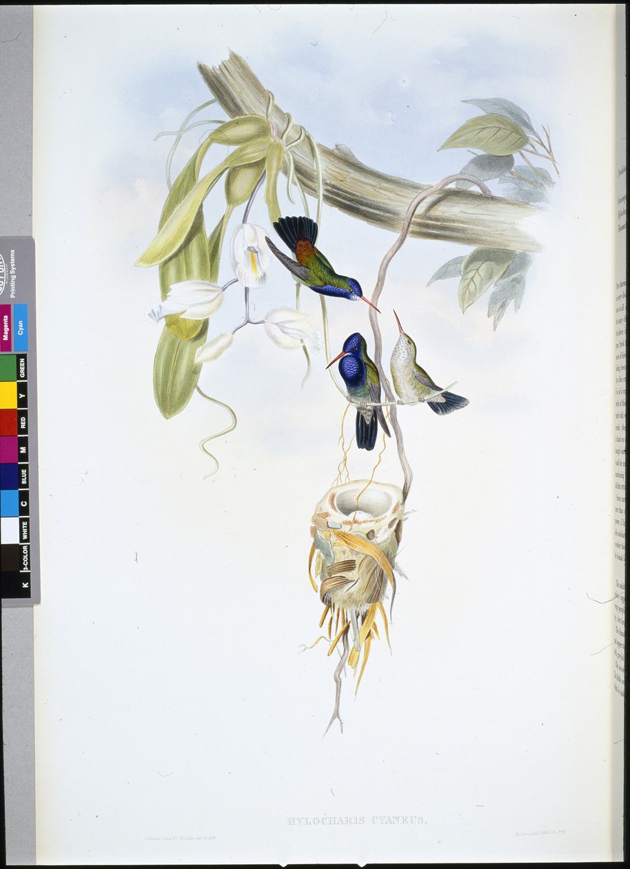 Zafiro de garganta blanca (Hylocharis Cyaneus) de John (after) Gould