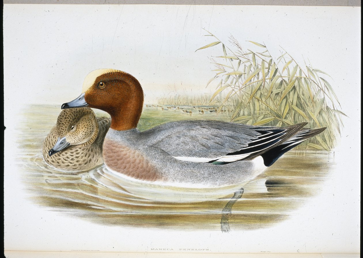 Silbón europeo (Mareca Penelope) de John (after) Gould