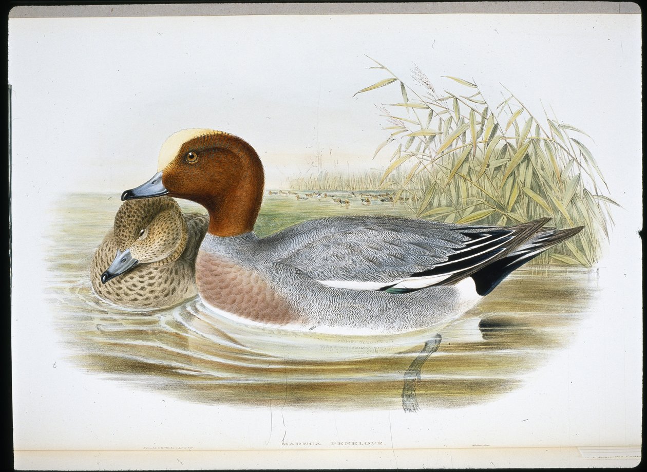 Silbón Europeo (Mareca Penelope) de John (after) Gould