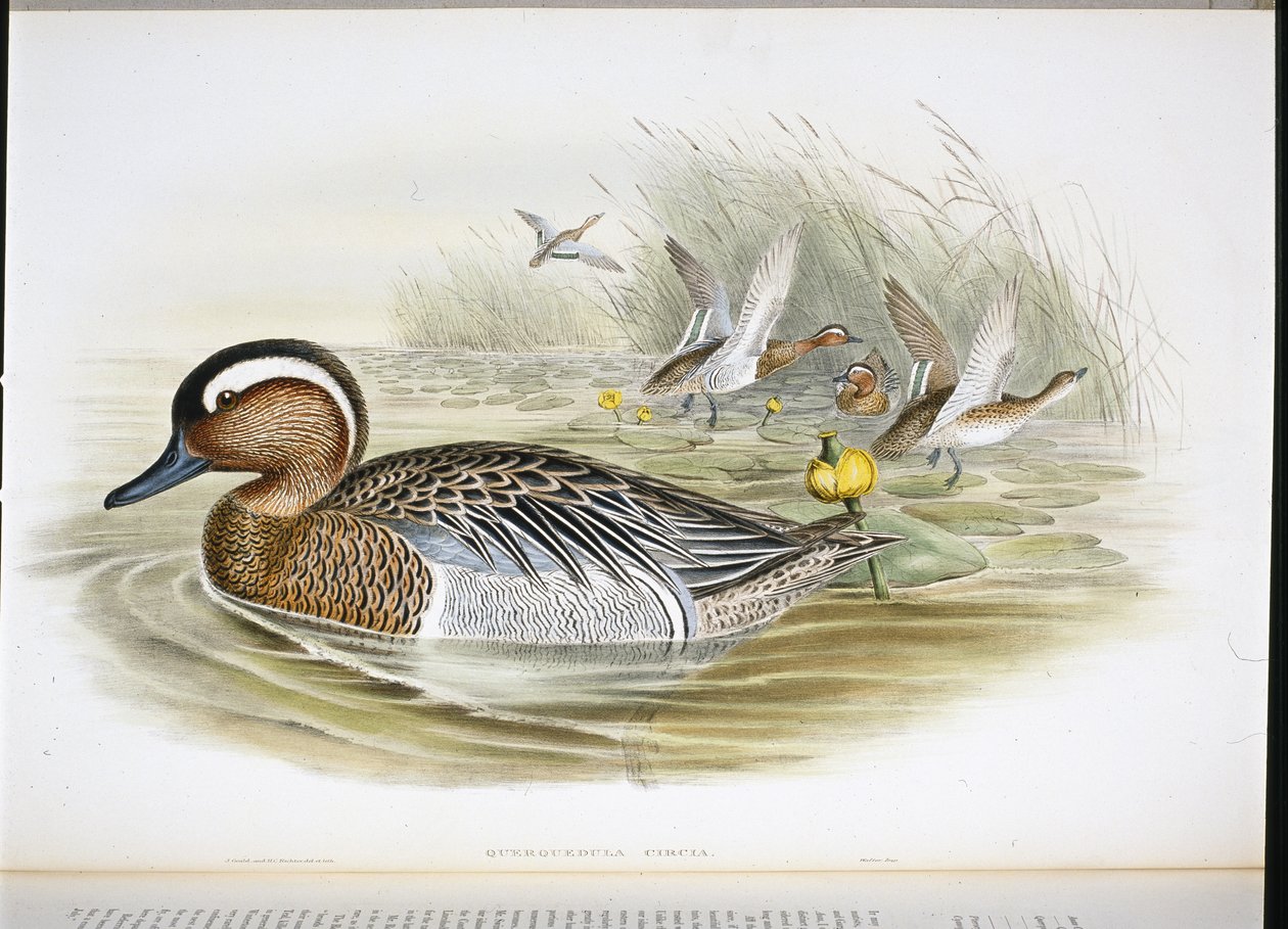 Cerceta carretona de John (after) Gould