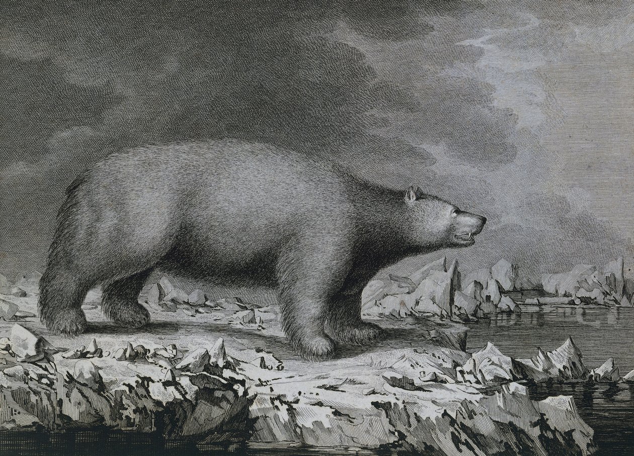 Oso polar, grabado por Peter Mazel después de un dibujo de John Webber (1750-1793) realizado durante el tercer viaje de James Cook de John (after) Webber