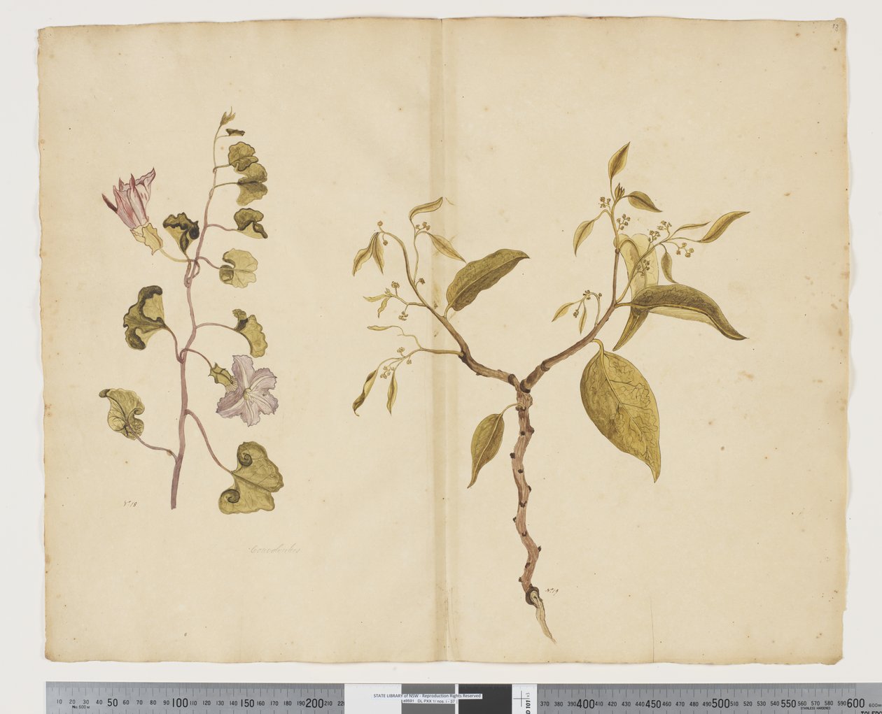 F.13 Ipomea Pes, caprae; Celtis paniculata, c.1790-95 (acuarela y tinta sobre papel) de John (attr. to) Doody
