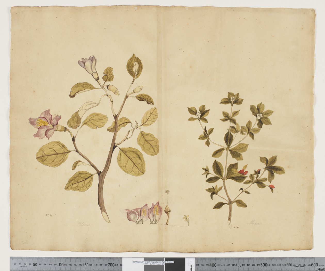 F.15 Lagunaria Patersonia; Alyxia gynopogon, c.1790-95 (acuarela y tinta sobre papel) de John (attr. to) Doody