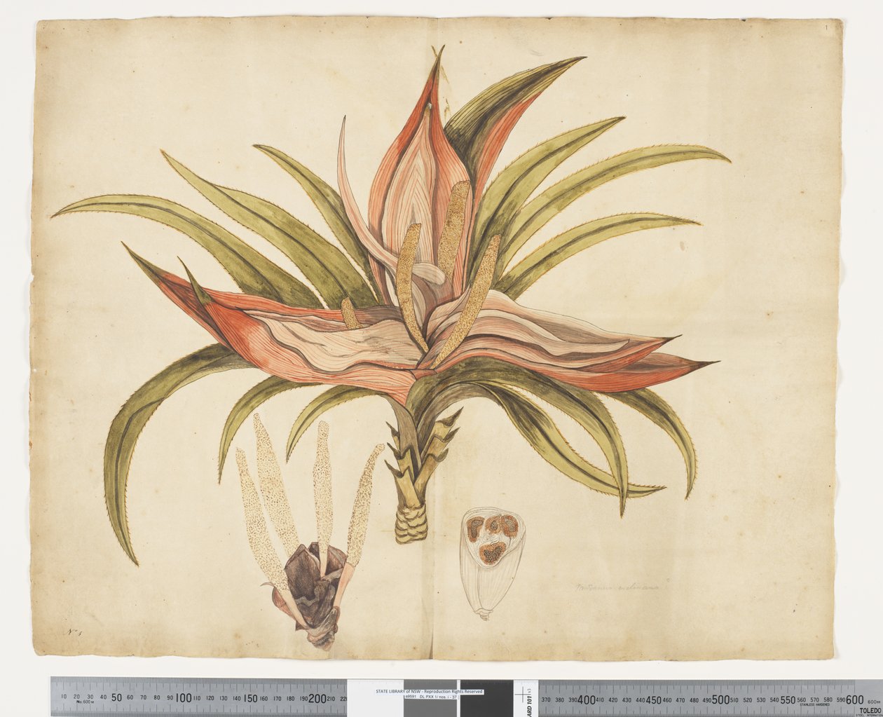 F.1 Freycinetia baueriana, c.1790-95 (acuarela y tinta sobre papel) de John (attr. to) Doody