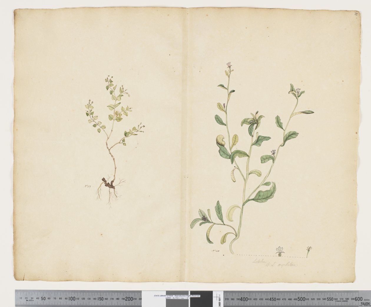 F.25 Euphorbia sparrmannii; Lobelia alata, c.1790-95 (acuarela y tinta sobre papel) de John (attr. to) Doody