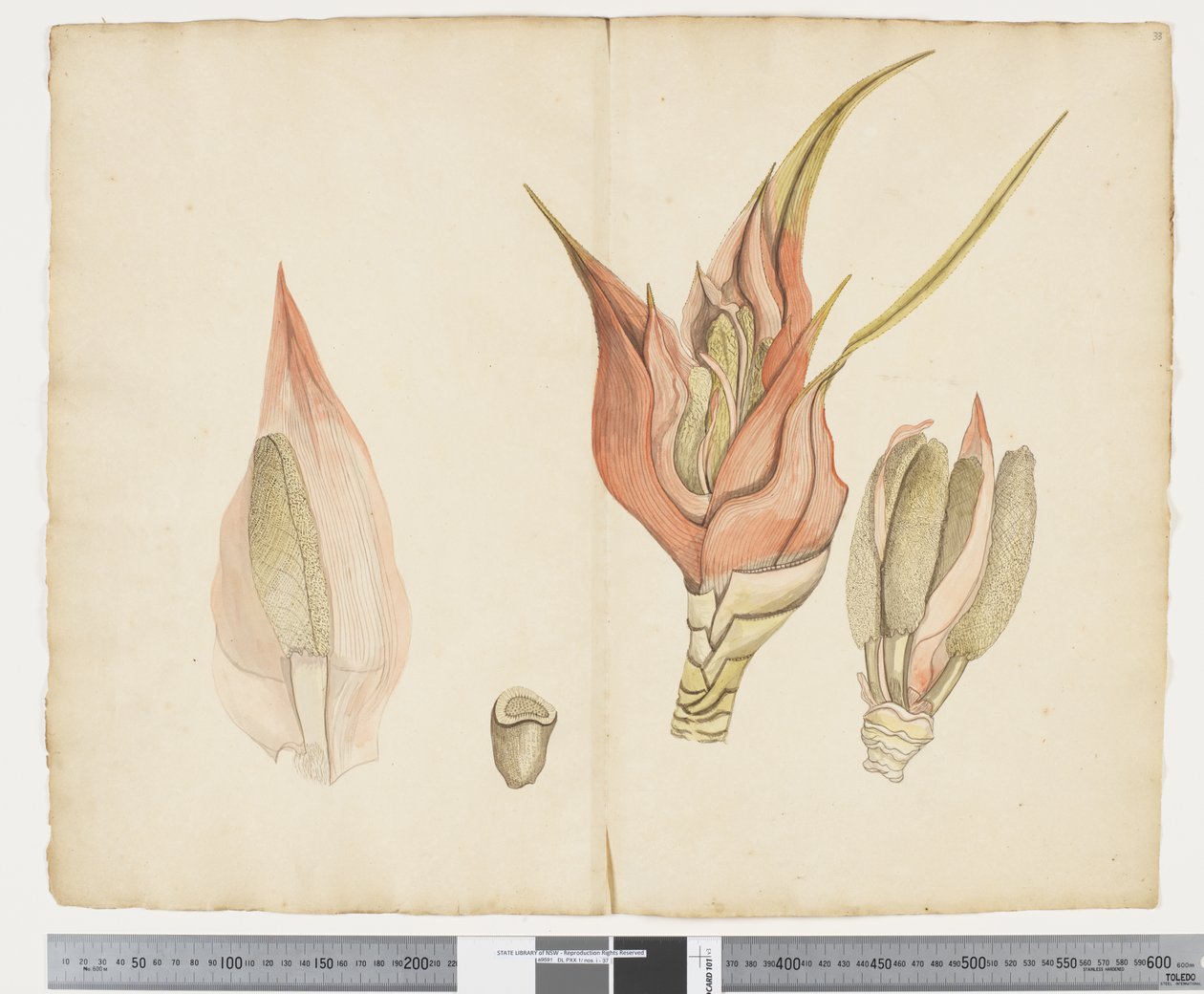 F.33 Freycinetia baueriana, c.1790-95 (tinta y acuarela sobre papel) de John (attr. to) Doody