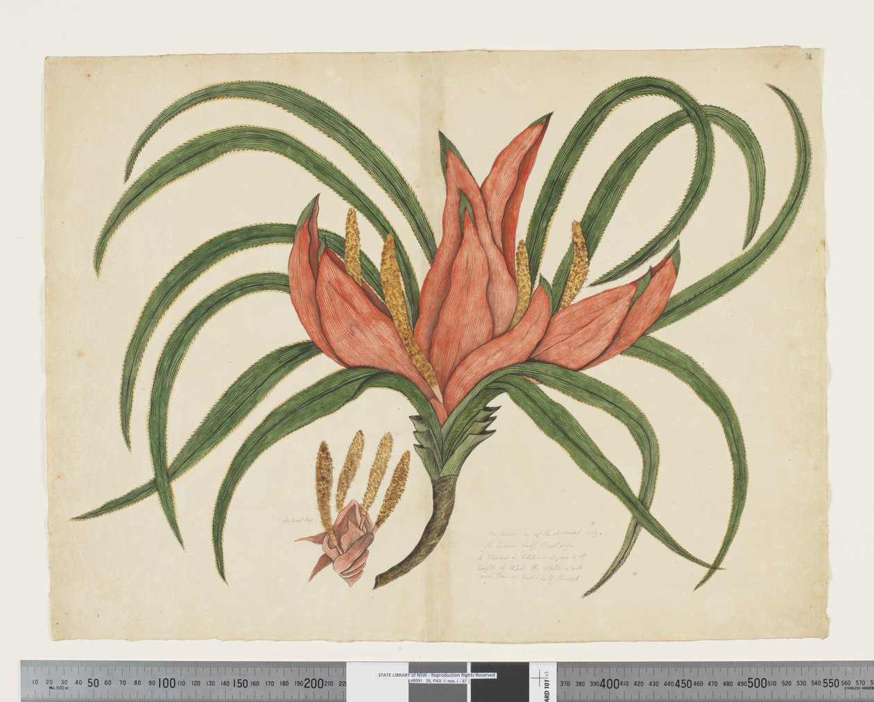F.36 Freycinetia baueriana, c.1790-95 (acuarela y tinta sobre papel) de John (attr. to) Doody