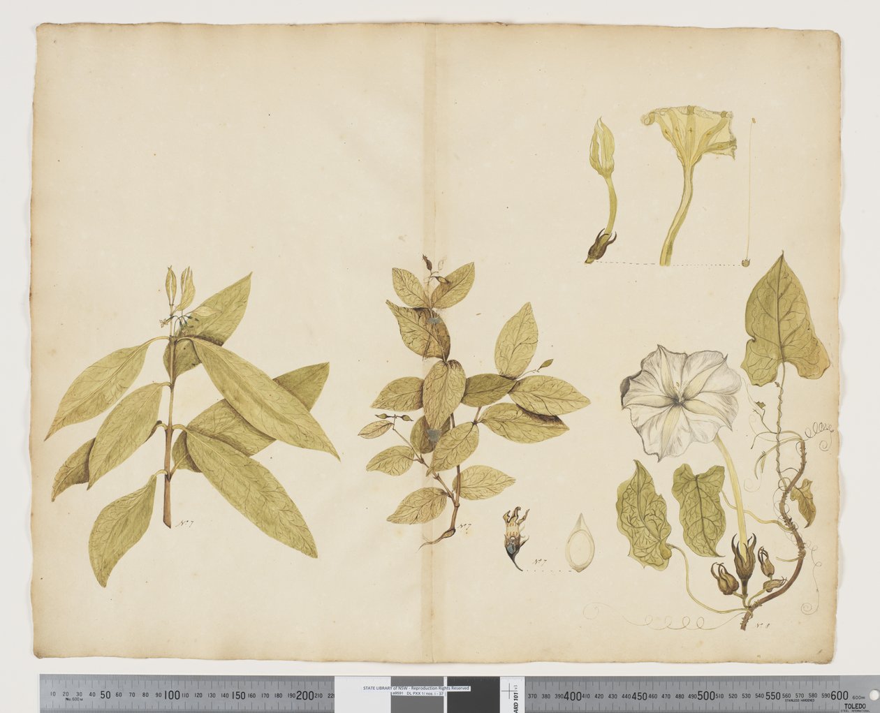 F.6 Wickstroemia Australis; Ipomea, c.1790-95 (acuarela y tinta sobre papel) de John (attr. to) Doody