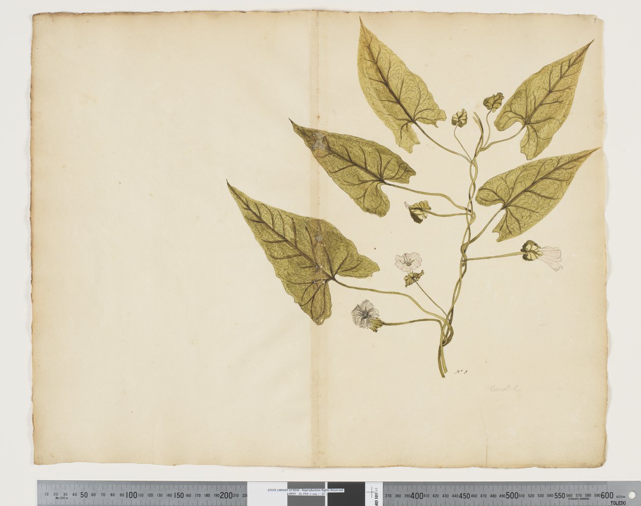 F.7 Calystegia affinis, c.1790-95 (acuarela y tinta sobre papel) de John (attr. to) Doody