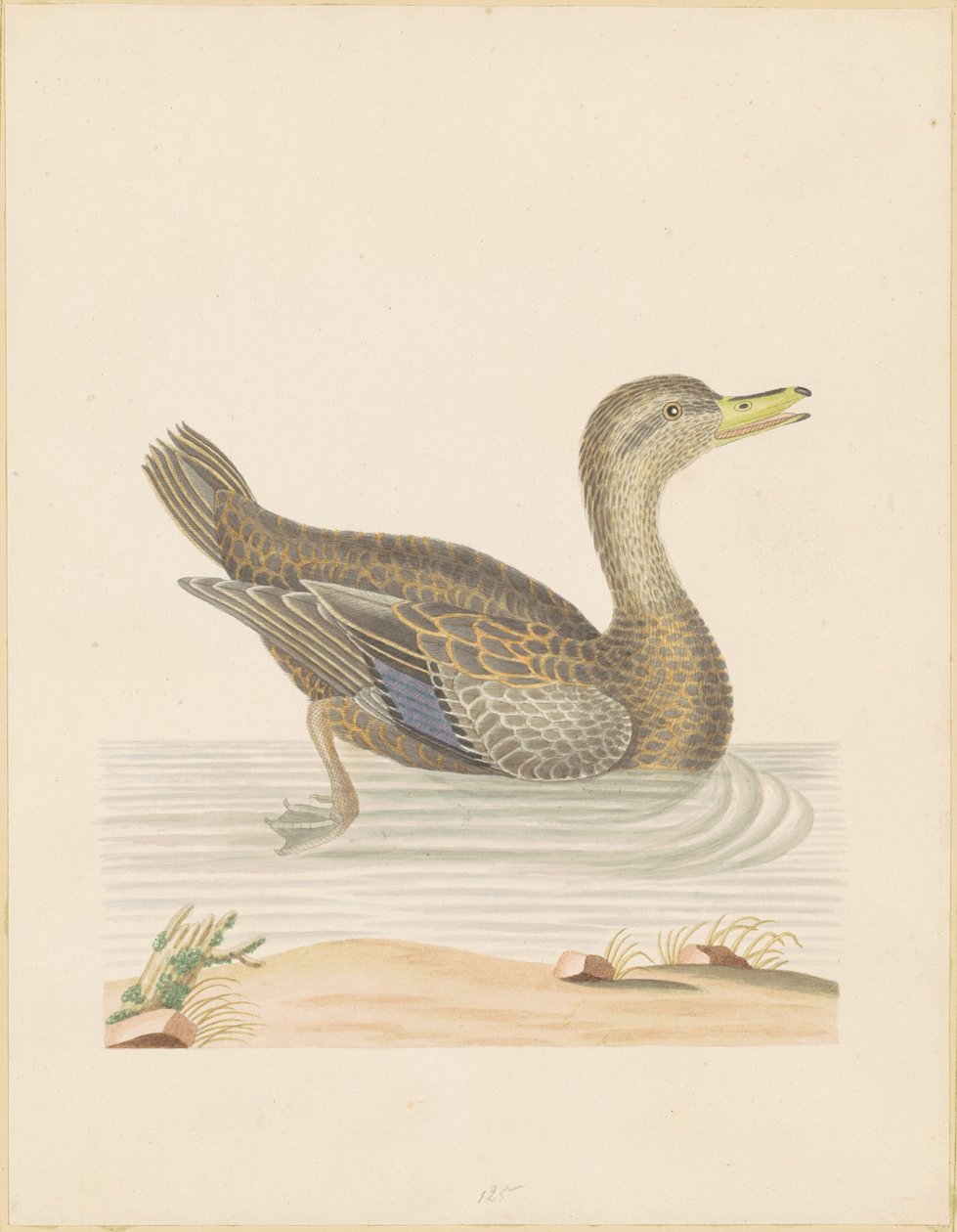 Pato ruano de John Abbot