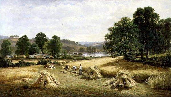 Cosechando el grano dorado cerca de Bishopsteignton, Plymouth de John Barrett