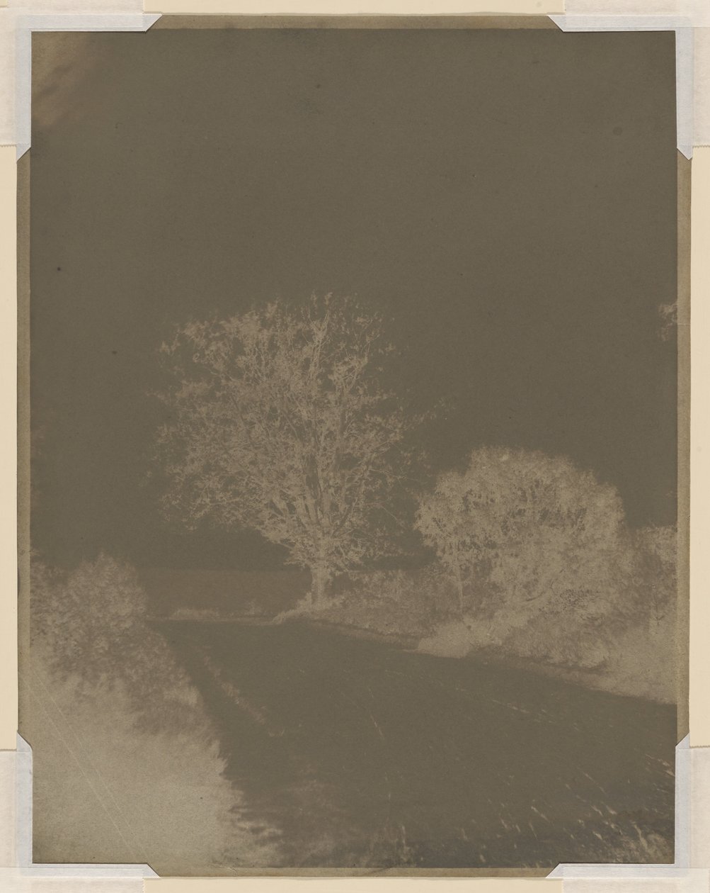 Árbol al borde de la carretera de John Beasley Greene
