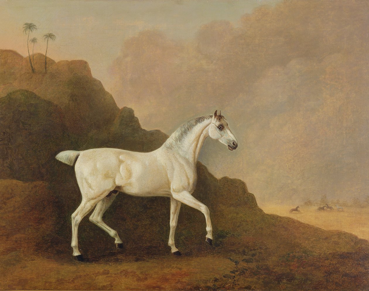 Un semental árabe gris en un paisaje desértico de John Boultbee