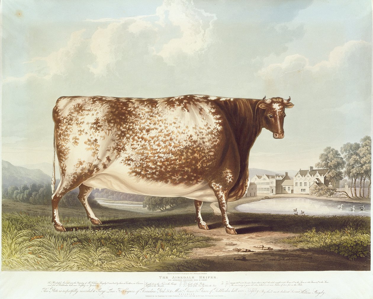 La novilla de Airedale, grabado por R. Reeve, 1820 (grabado en color) de John Bradley