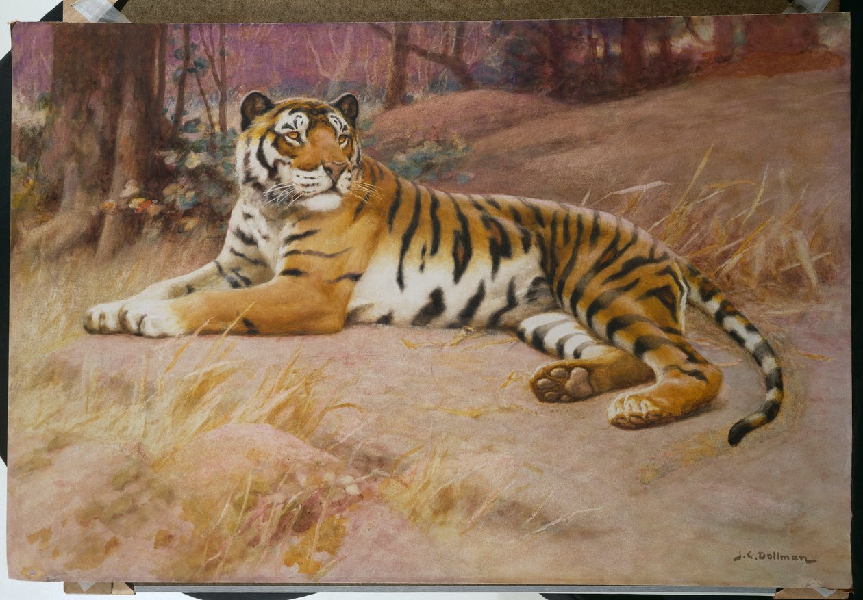 El tigre de John Charles Dollman