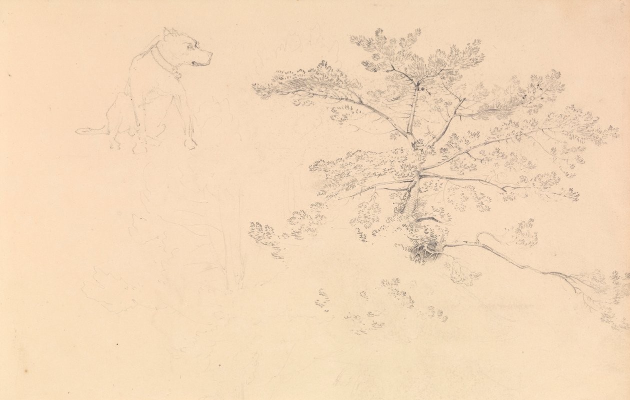 Estudio de un perro con collar y de ramas de árbol de John Christian Schetky
