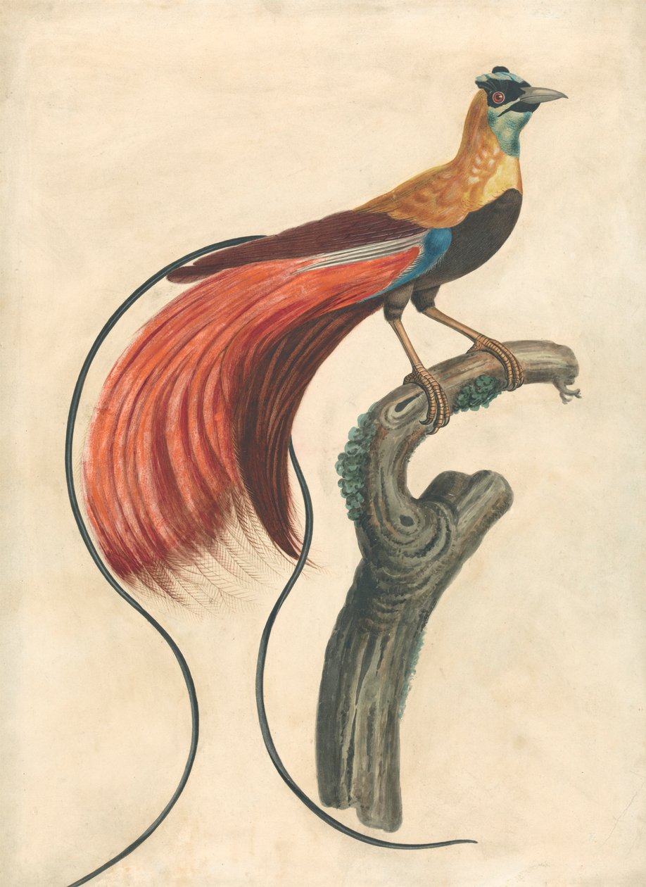 Ave de paraíso de plumaje rojo (Paradisea Apoda Raggiana), sudeste de Nueva Guinea de John Collet